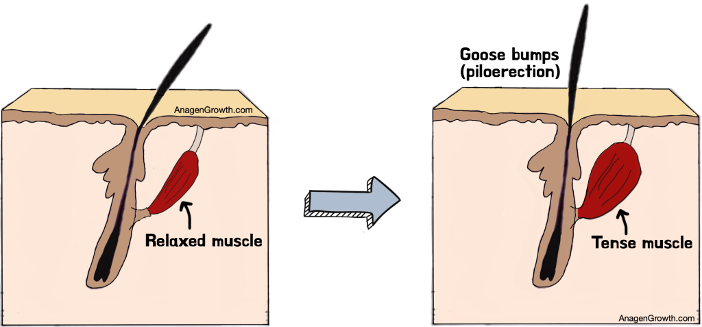 Arrector pilli muscle diagram