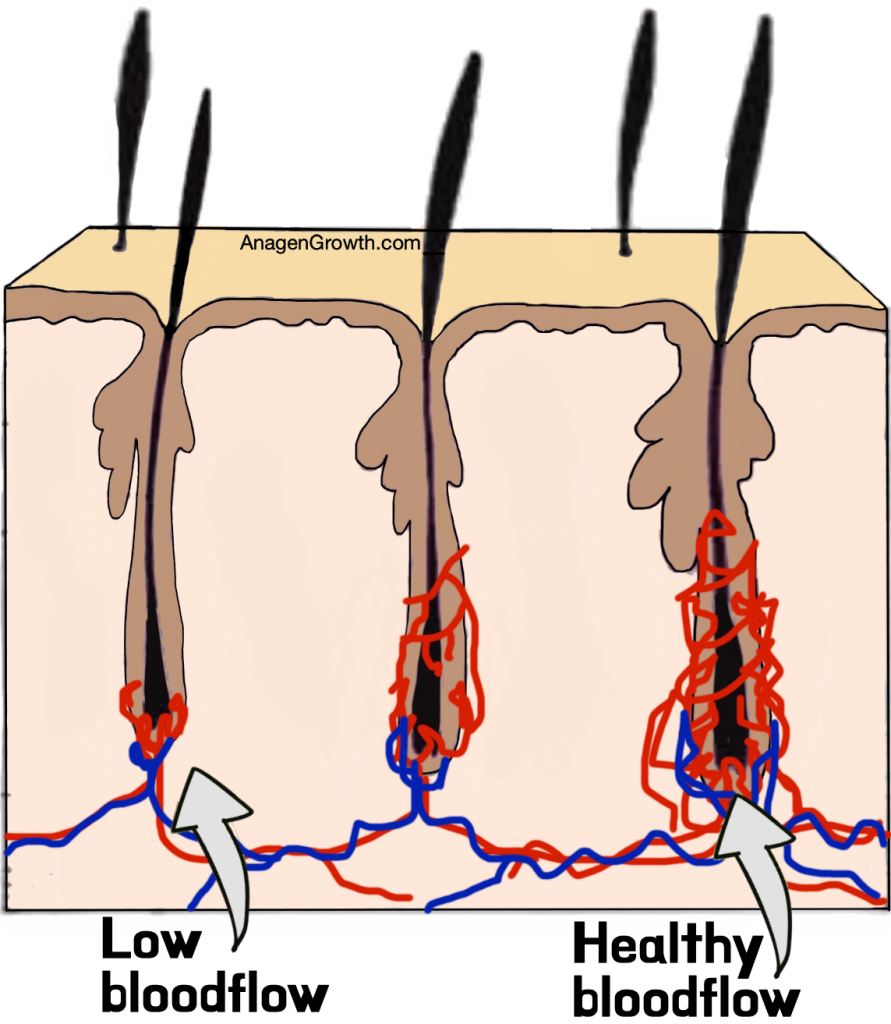 hair follicle blood flow illustration