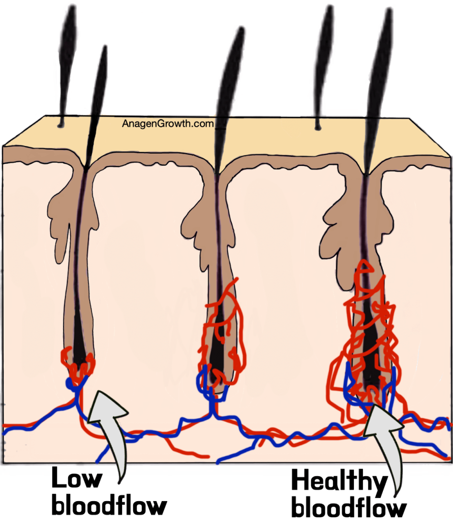 hair follicle blood flow illustration