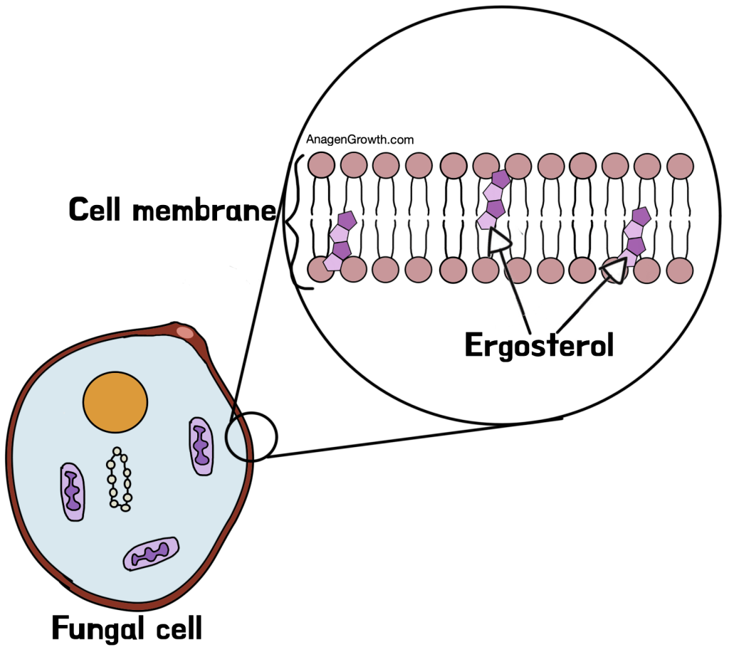 fungal cell membrane and ergosterol digram