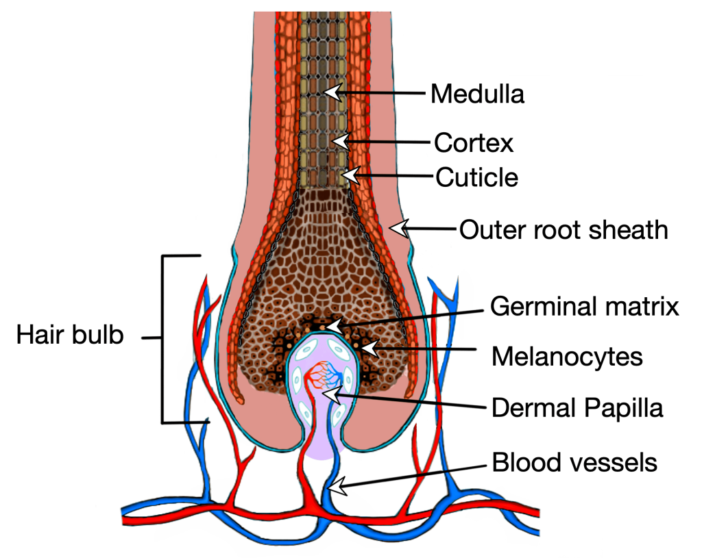 Hair follicle cross-section