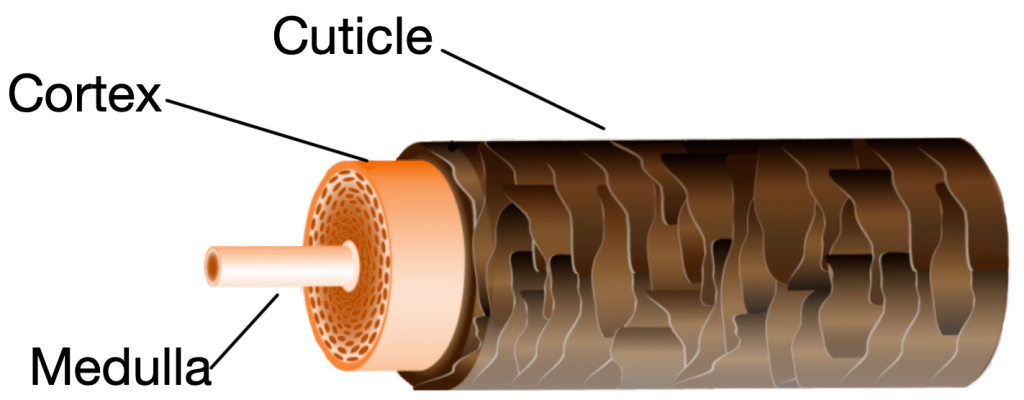 Hair shaft layers: medulla, cortex and cuticle