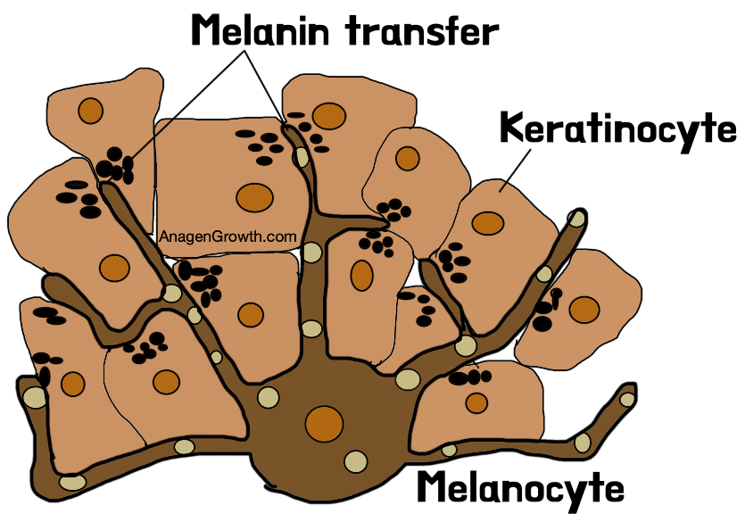 Melanocyte transferring pigment to hair shaft keratinocyte