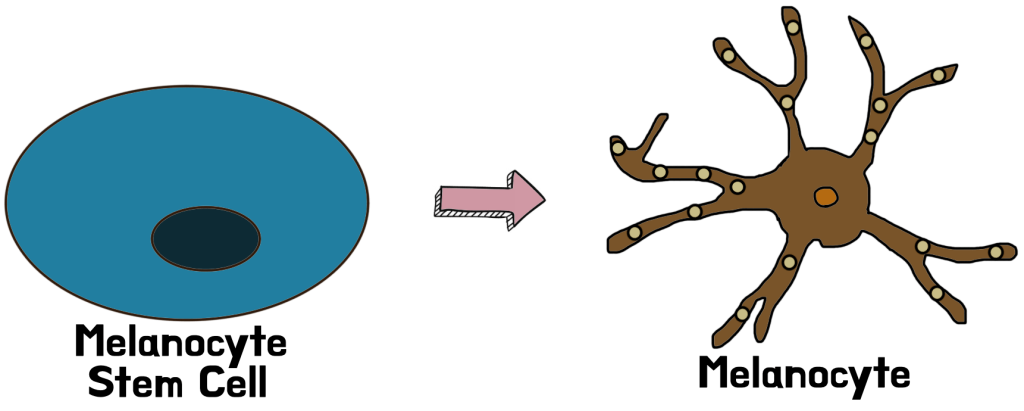 Melanocyte stem cell conversion into melanocyte