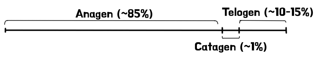 Percentage of scalp coverage by hair phase - anagen, telogen, catagen