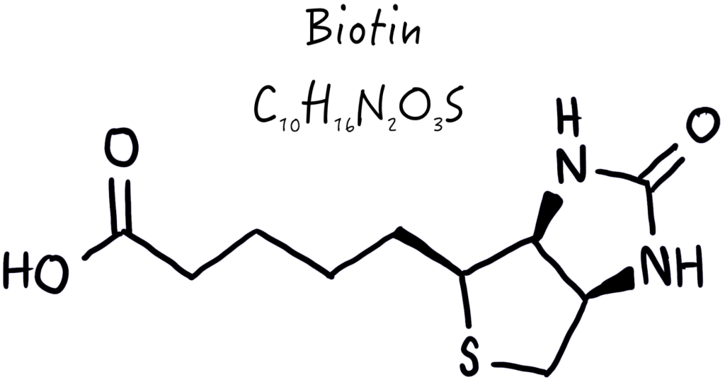 biotin molecule