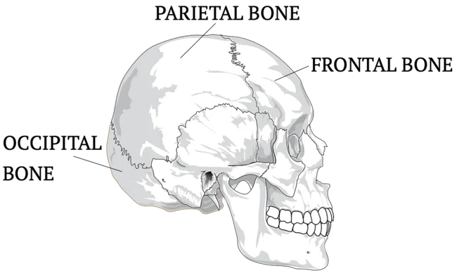 skull anatomy