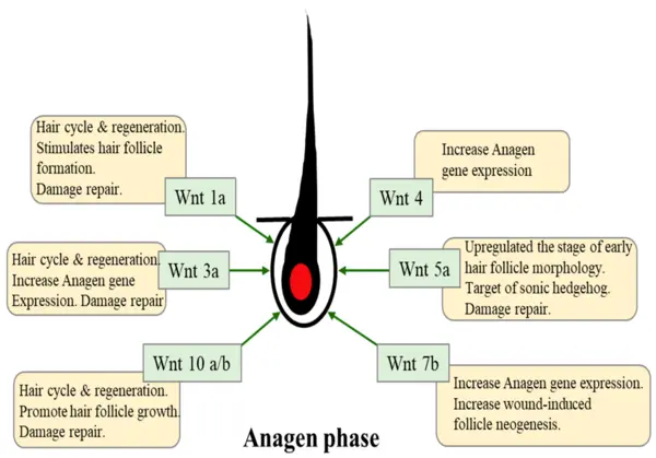 The wnt pathways for hair growth