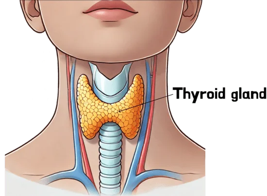 thyroid gland