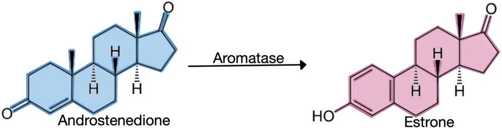 androstenedione conversion into estrone by aromatase