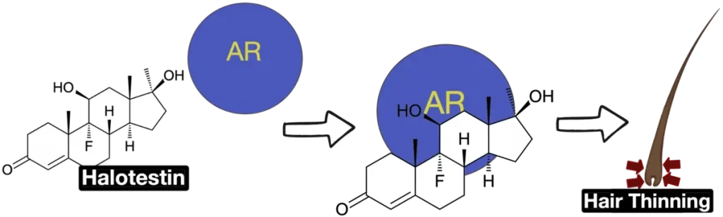 halotestin binding to the androgen receptor causing hair loss