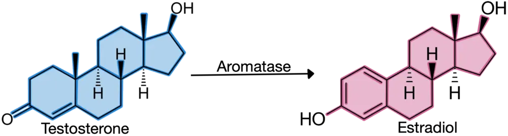 testosterone conversion into estradiol by aromatase