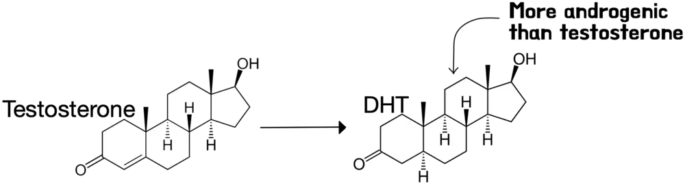 testosterone converted into more powerful metabolite