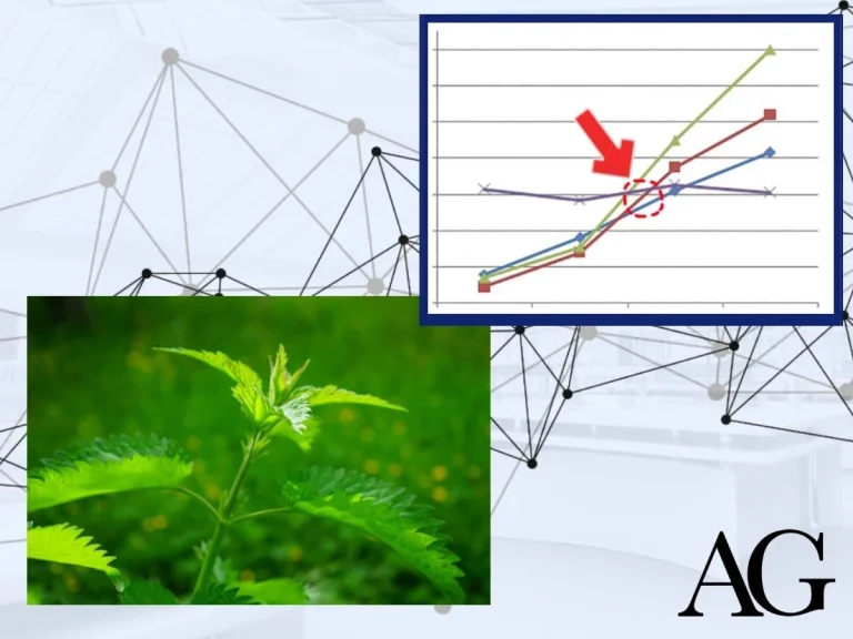 stinging nettle for hair loss article thumbnail