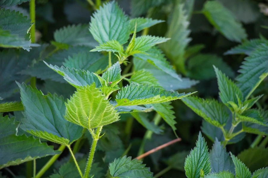 stinging nettle plant